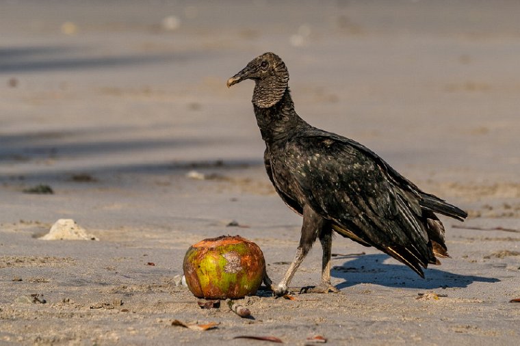 072 Manuel Antonio, zwarte gier.jpg